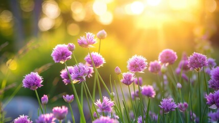 Blooming Purple Chives in a Garden Summer Background