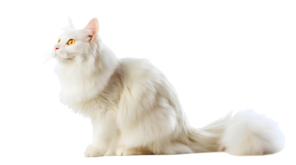A transparent image of a white cat, very beautiful and luxurious, with white fur, on its way somewhere.