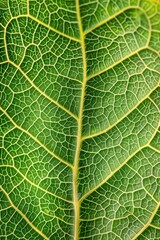 Obraz premium A close-up of a leaf, showing the detailed network of veins and the vibrant green color