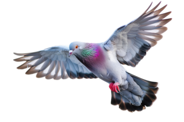 Pigeon flying isolated on white background, png