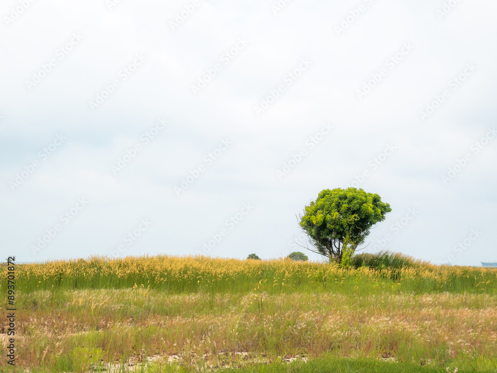 Wall mural the beauty of nature that shows lush trees in a wide area and a clear sky makes you calm when you se