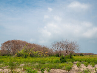 Dead trees in the middle of an open area and surrounded by lush green grass and a clear sky