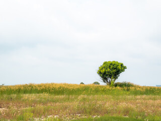 Fototapeta premium The beauty of nature that shows lush trees in a wide area and a clear sky makes you calm when you see it