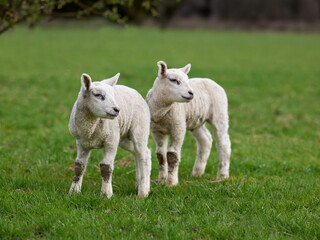 Two white lambs on meadow