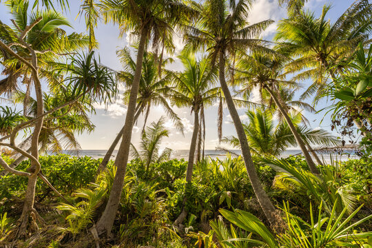 Tropical jungle with palm trees at sunset