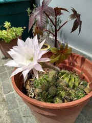 cactus in the garden with big white flower