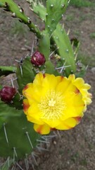 yellow cactus flower in a garden