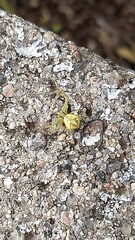 small yellow spider on rock close up.