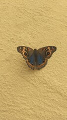 butterfly on yellow walla