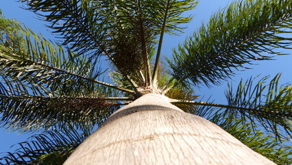 coconut palm tree on blue sky