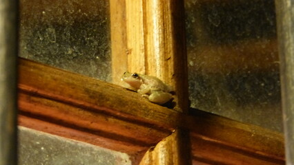 frog on window