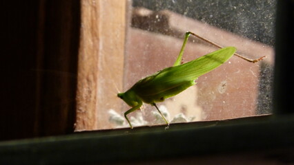 grasshopper on window