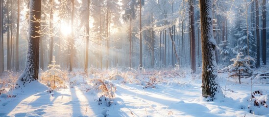 Winter scene in the forest with white snow and ice, perfect for copy space image.