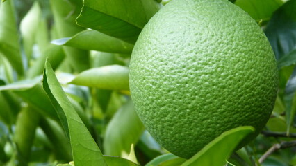 lemon on tree
