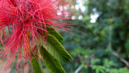 exotic red flower close up