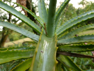 aloe vera plant