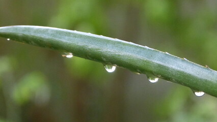 water drops on a grass