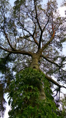 trees in the forest