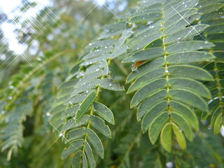 close up of leaves