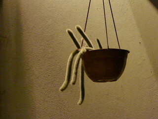 "monkey tail" succulent plant on hanging pot at night with pretty lighting