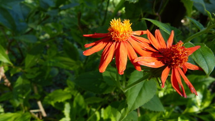beautiful orange flower with green background