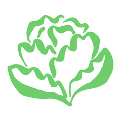 Lettuce drawing hand painted with ink brush. Png clipart isolated on transparent background
