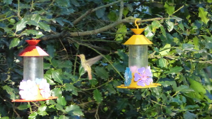 hummingbird next to feeding ornament