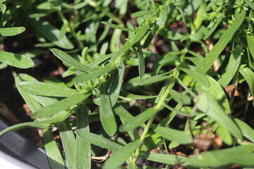 Aster ericoides Aster wrzosolistny Snow Flury bylina