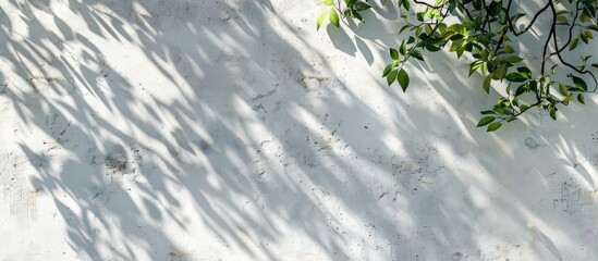 Natural leaves and tree branches create abstract background with sunlight shadows on a white concrete wall, ideal for any design with copy space image.