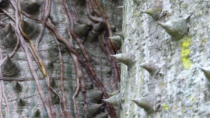 bark of a tree