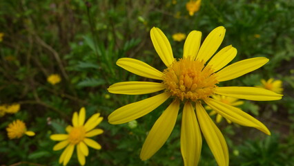 Fototapeta premium yellow flower