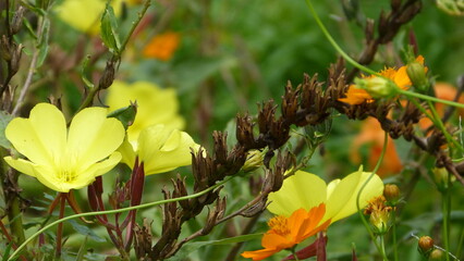 spring, grass and flowers