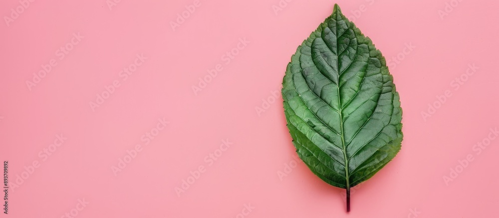 Poster view from above showing a shiny green leaf set against a pink backdrop with space for text or graphi