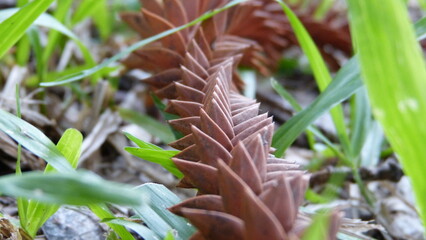 close up of tree seeds on the ground