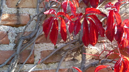 red leaves with brick background