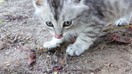 cat on the mountains