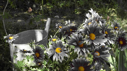 black and white picture of flowers, yellow center