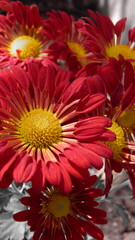 red and yellow flowers