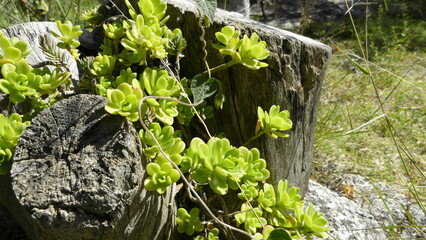 plants growing on log