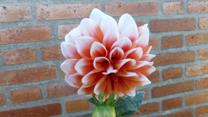 red and white flowers on wall
