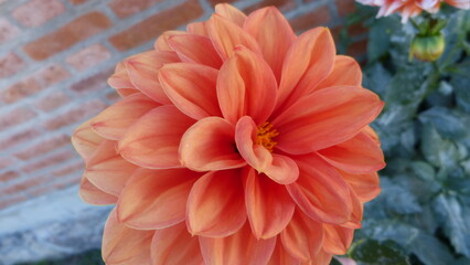 close up of exotic flower