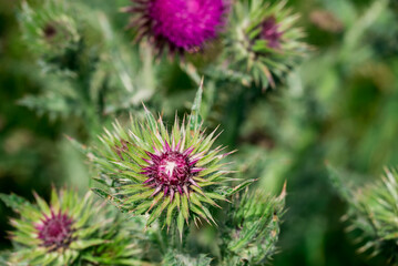 Photo of growing flowers in the garden