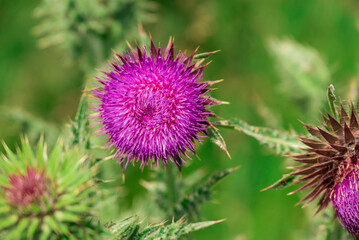 Photo of growing flowers in the garden
