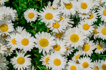 Fototapeta premium Photo of growing flowers in the garden