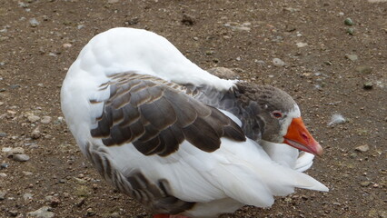 goose on the beach