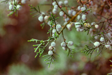 Juniper (Latin Juniperus) evergreen coniferous shrub brunches. Cypress family plant with blue fresh berries. Scopulorum tree is growing in wild forest