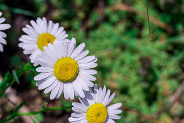 Obraz premium Photo of growing flowers in the garden