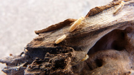 White worms on wood 2.