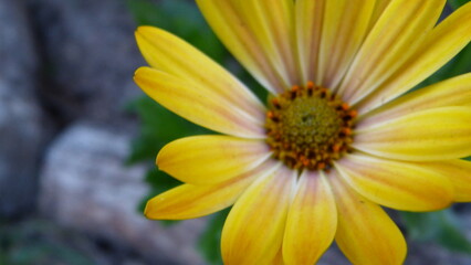 Fototapeta premium yellow flower