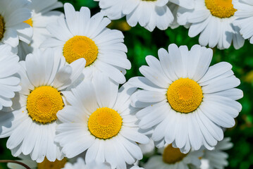 Photo of growing flowers in the garden